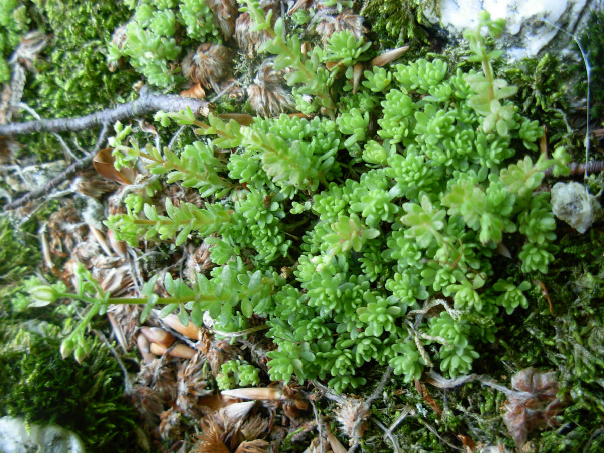 Sedum monregalense / Borraccina di Mondovi